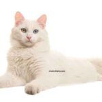 Angora turc