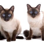 chat Balinais
