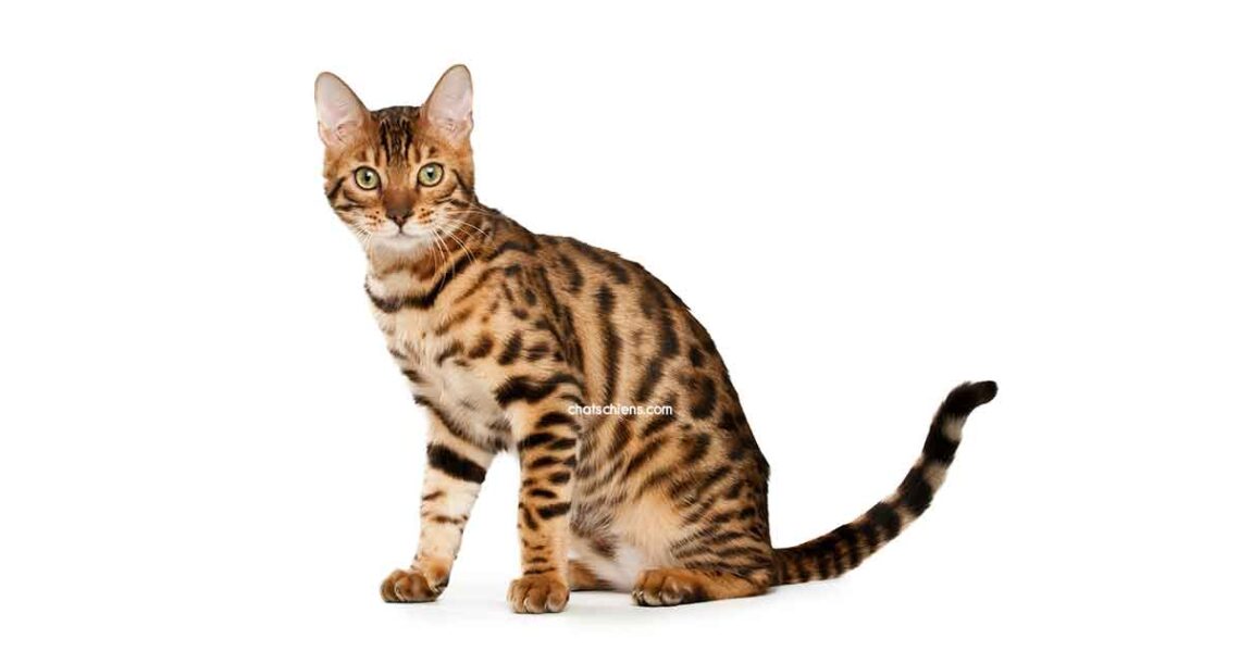 chat Bengal