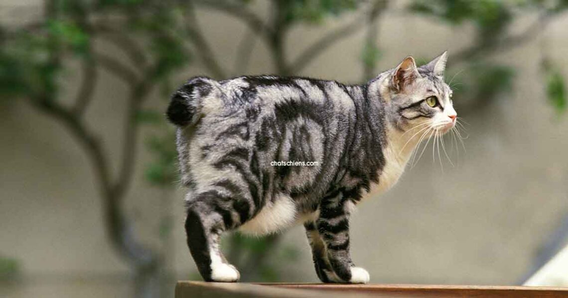 chat Bobtail Japonais