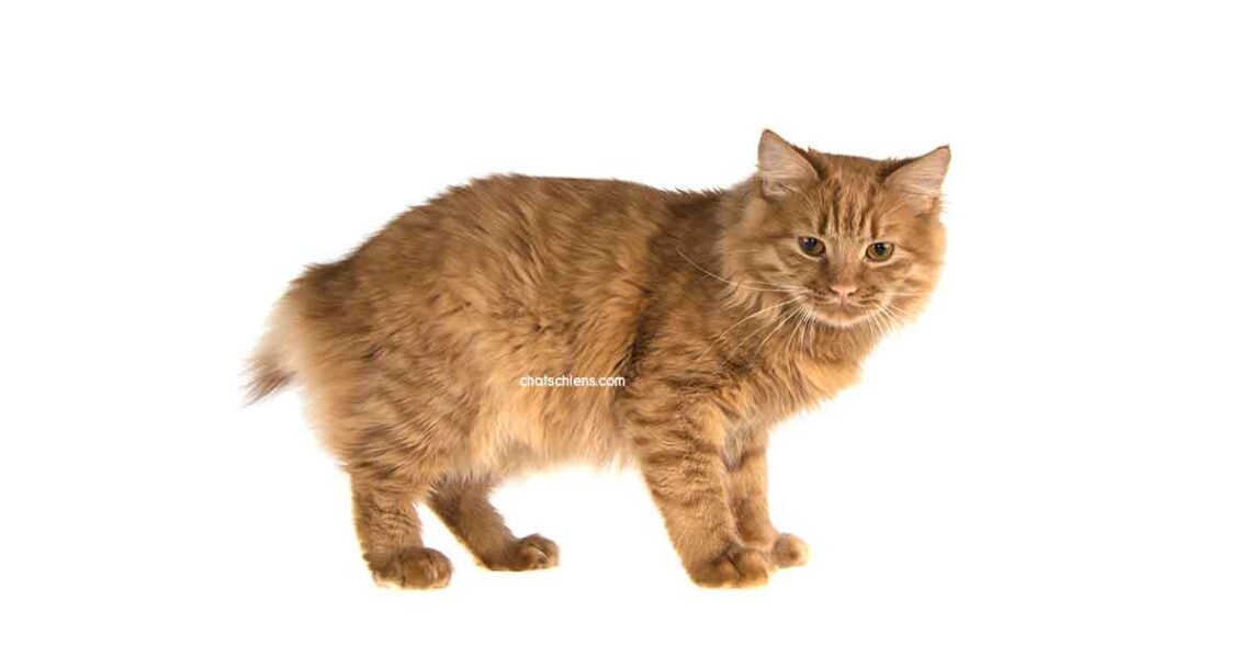 chat Bobtail américain