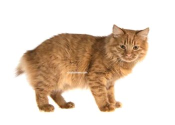 chat Bobtail américain
