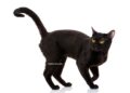 chat Bombay