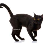 chat Bombay