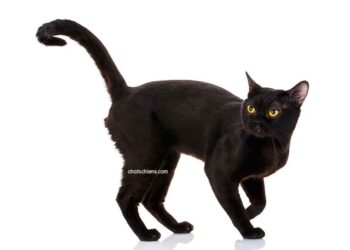 Bombay 10 chat Bombay