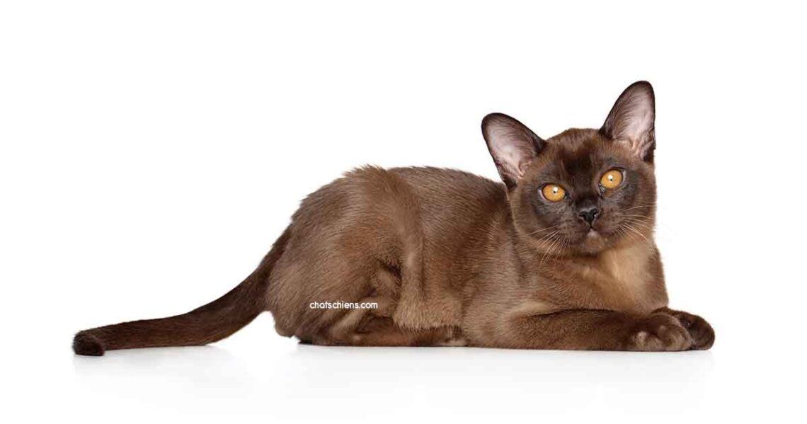 chat Burmese