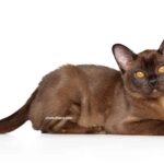 chat Burmese