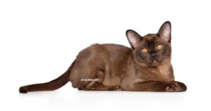 Burmese