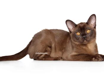 chat Burmese
