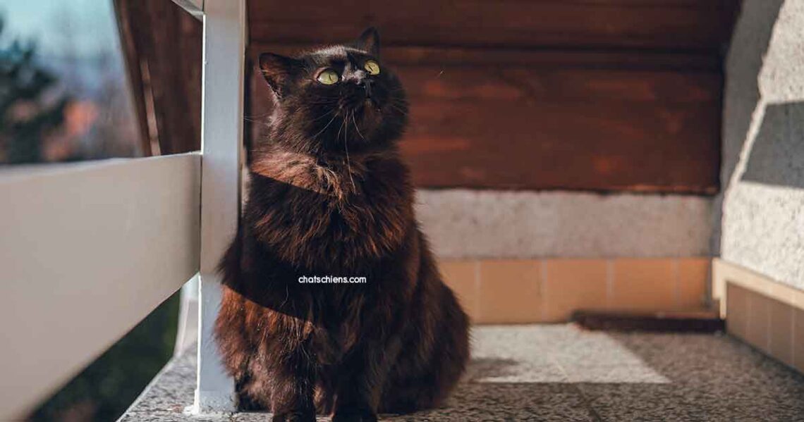 chat Chantilly Tiffany