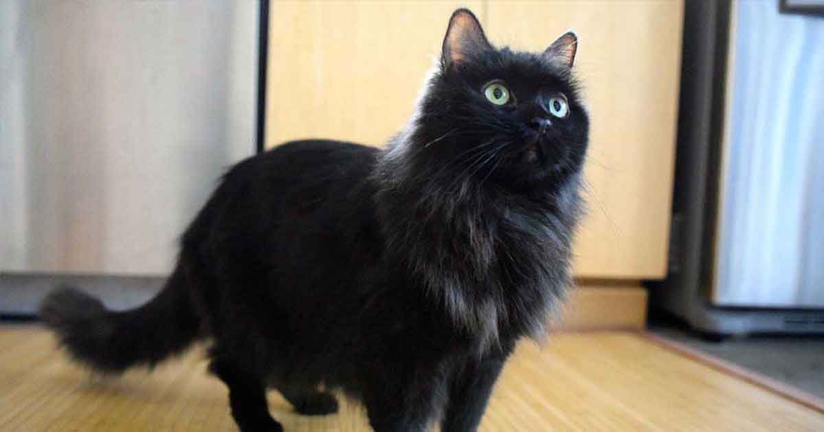 Chantilly Tiffany 3 chat Chantilly Tiffany