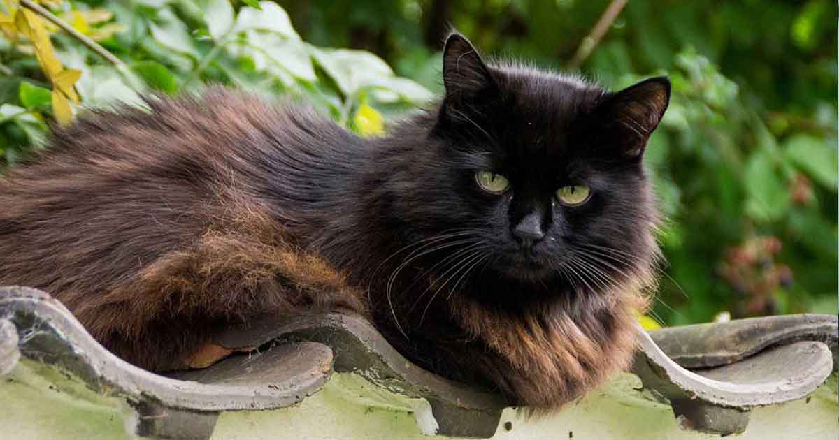 Chantilly Tiffany 2 chat Chantilly Tiffany