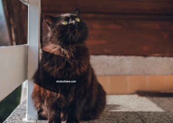 chat Chantilly Tiffany