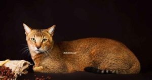 Chausie