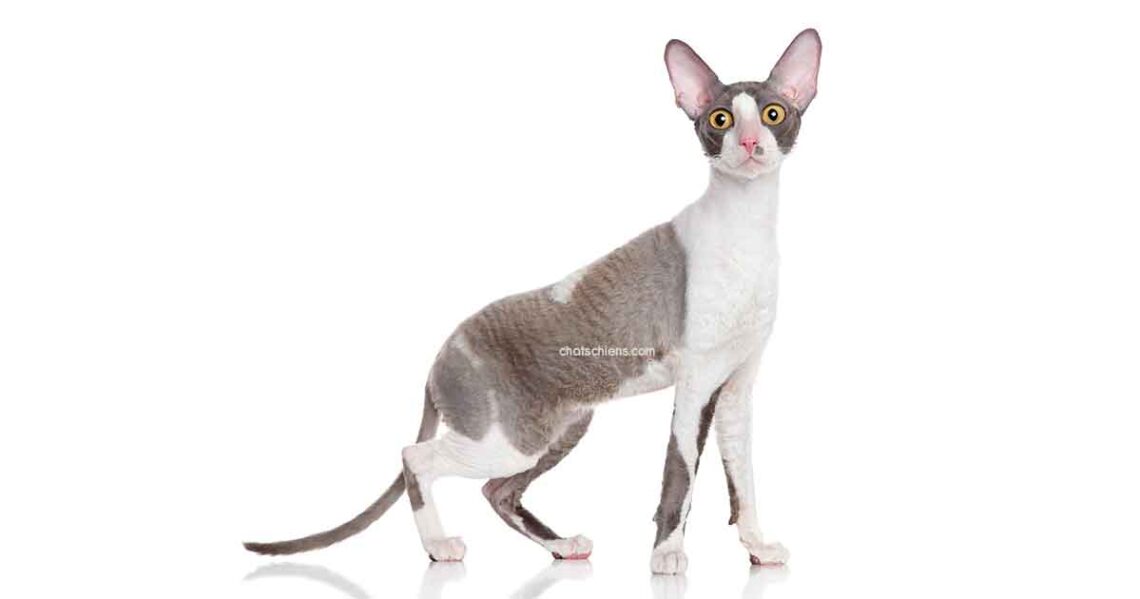chat Cornish Rex