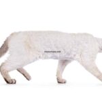 Devon Rex