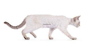 Devon Rex