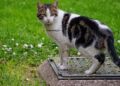 chat Européen