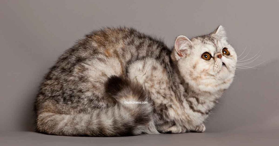 chat Exotic Shorthair