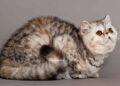 chat Exotic Shorthair