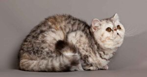 Exotic Shorthair