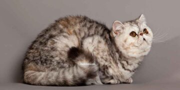 chat Exotic Shorthair