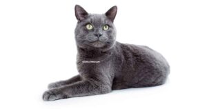 Korat