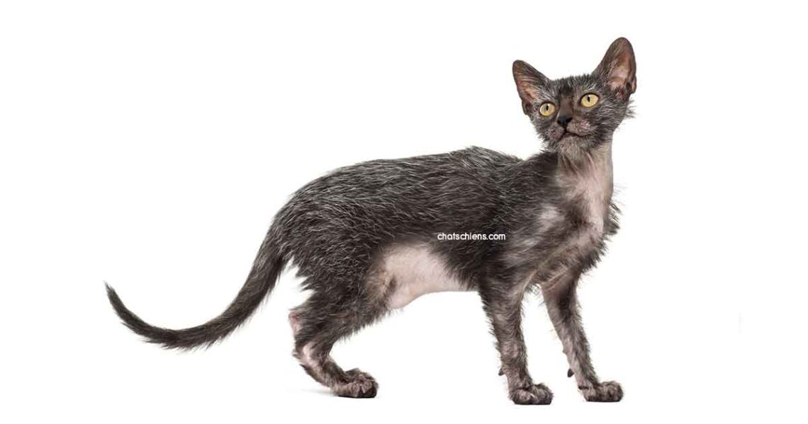 chat Lykoi