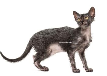 chat Lykoi