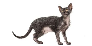 chat Lykoi