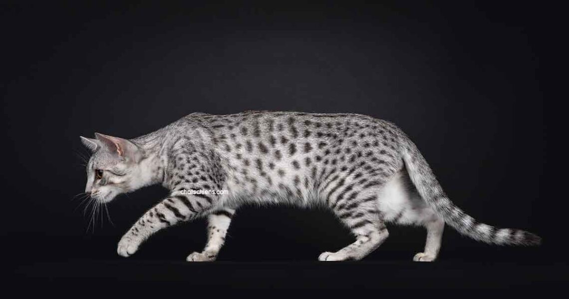 chat Mau Egyptien