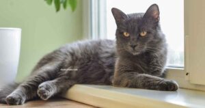 Nebelung