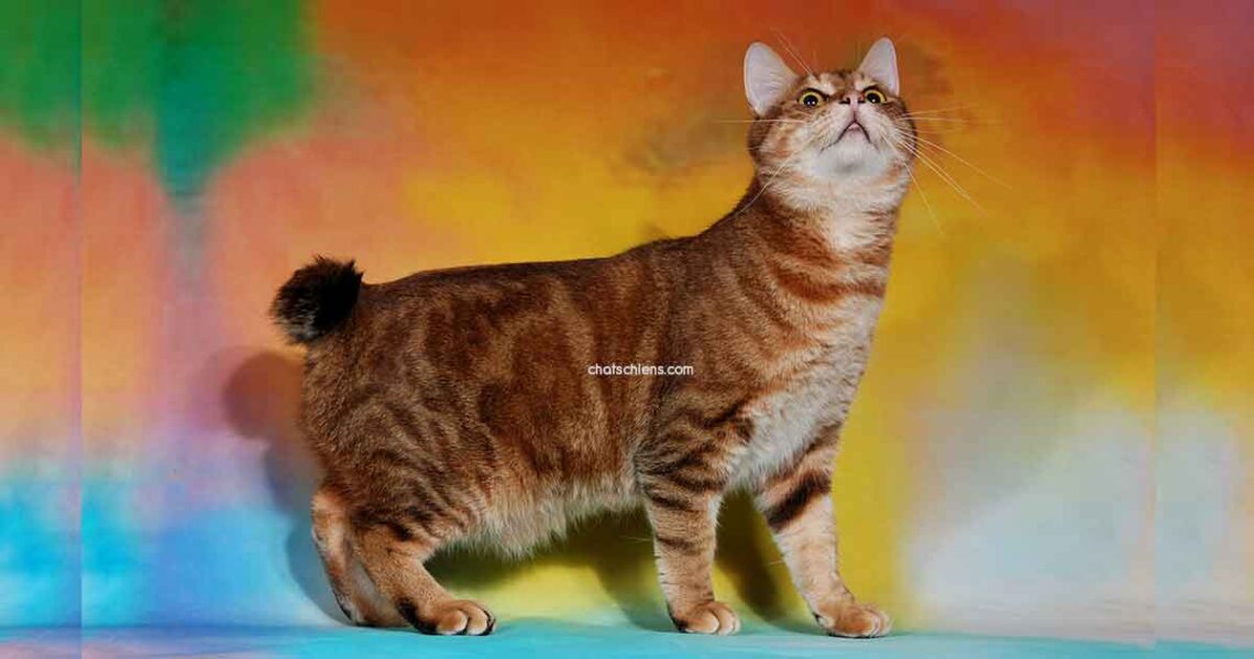 Pixie Bob 1 chat Pixie Bob