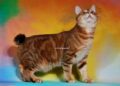 chat Pixie Bob