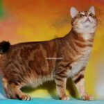 chat Pixie Bob