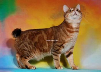 Pixie Bob 8 chat Pixie Bob