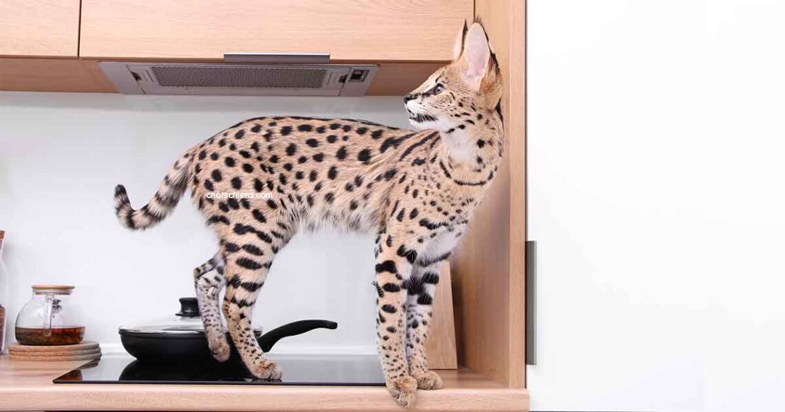 Savannah 1 chat Savannah