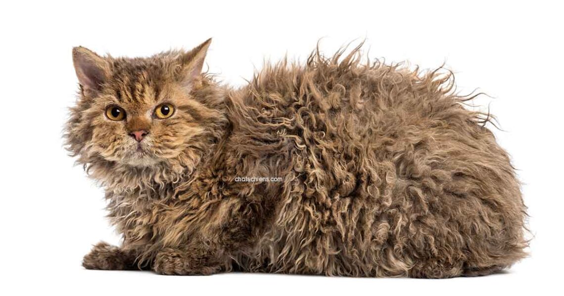 chat Selkirk Rex