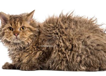 chat Selkirk Rex