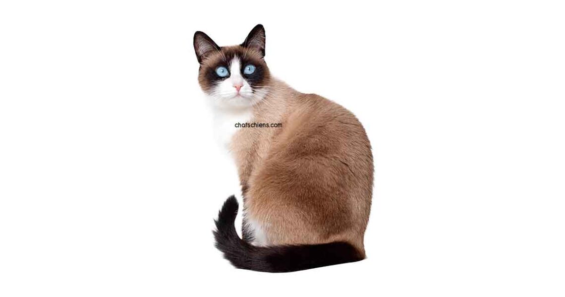 chat Snowshoe