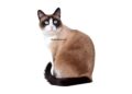 chat Snowshoe