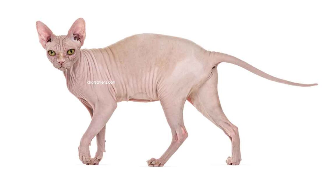 Sphynx 1 chat Sphynx