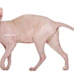 Sphynx