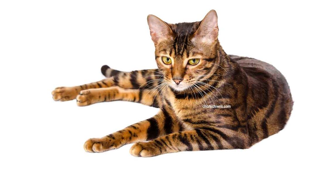chat Toyger