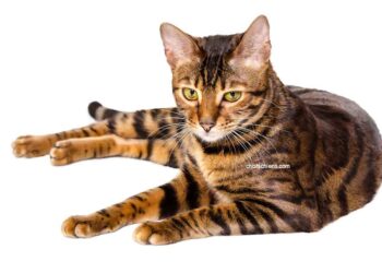 chat Toyger
