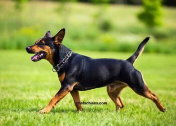 Education 2 éducation du chien