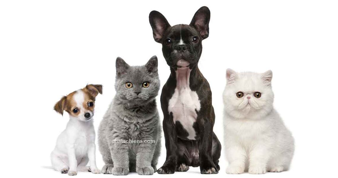 Races 1 races chats chiens