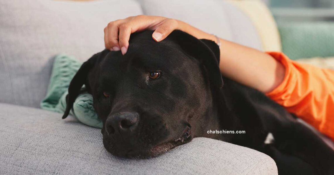 Quelles races de chiens sont les mieux adaptées à la thérapie assistée par les animaux ?