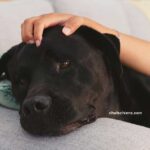 Quelles races de chiens sont les mieux adaptées à la thérapie assistée par les animaux ?