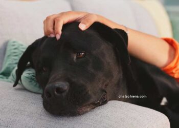 Quelles races de chiens sont les mieux adaptées à la thérapie assistée par les animaux ?